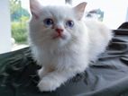 White Persian Kittens