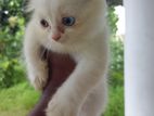 White Persian Kittens