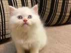 White Persian Female Kitten