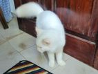 White Persian