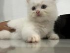 White Persian Kitten