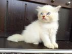 White Persian Kitten