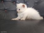 Persian Kitten