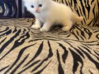 White Persian Kittens