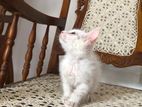 Pure White Persian Male Kitten