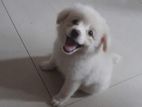 Pure White Pomeranian Puppies