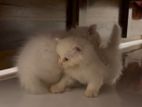 Pure White Triple Coated Persian