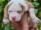 Xl American Bully