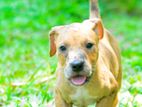 American Bully Puppies