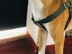 Boxer Male for Stud Service