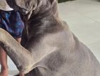 Purebred Cane Corso Female