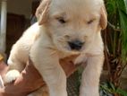 Purebred Golden Retriever Puppies