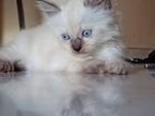 Himalayan Persian Kitten