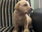 Purebred Labrador Puppy