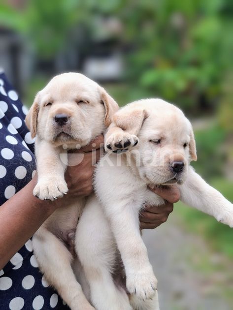 Labrador Retriever Puppies for Sale in Ja-Ela ikman