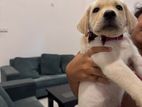 Purebred Labrador Retriever Puppy