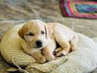 Purebred Labrador Retriever Puppy