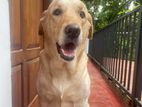 Labrador Stud For Crossing