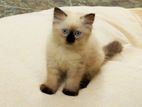 Purebred Long Coat Himalayan Kittens