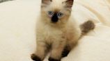 Purebred Long Coat Himalayan Kittens