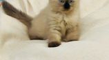 Purebred Long Coat Himalayan Kittens