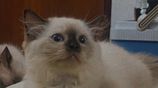 Purebred Long Coat Himalayan Kittens
