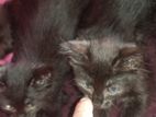 Persian Kittens
