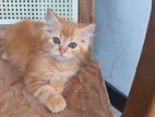 Persian Kittens
