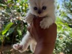 Purebred Persian Kittens