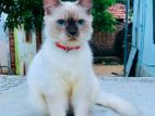 Purebred Persian Male Cat