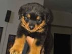 Purebred Rottweiler Puppies