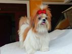 Purebred Shih Tzu Dogs