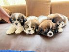 Purebred Shih Tzu Puppies
