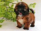 Purebred Shih Tzu Puppies