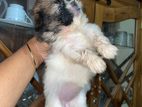 Shih Tzu Puppies