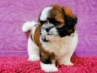 Purebred Shih Tzu Puppies