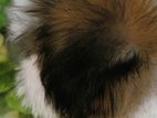 Shih Tzu Puppies