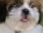 Purebred Shih Tzu Puppies Male/ Female