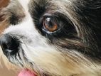 Purebred Shish Tzu for Stud Service