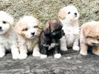 Purebred Tibetan Terrier Puppies