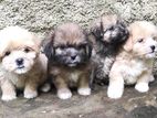 Tibetan Terrier Puppies