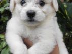 Tibetan Terrier Pupies