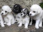 Tibetan Terrier Pupies