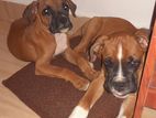 Two Boxer Pups