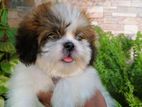 Shih Tzu Puppy Femaile/ Male