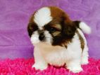 Purebreed Shih Tzu Puppies