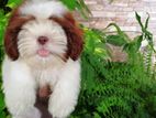 Shih Tzu Puppy