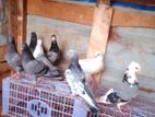 Pigeons