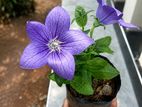 Purple Balloon Flower