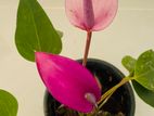 Purple Colour Anthurium Plant